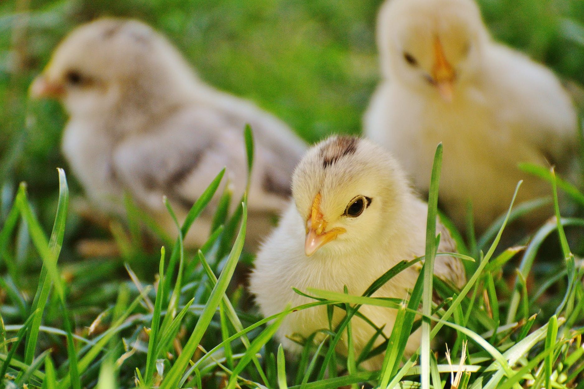 This photo is of 3 baby chicks sitting in some grass.