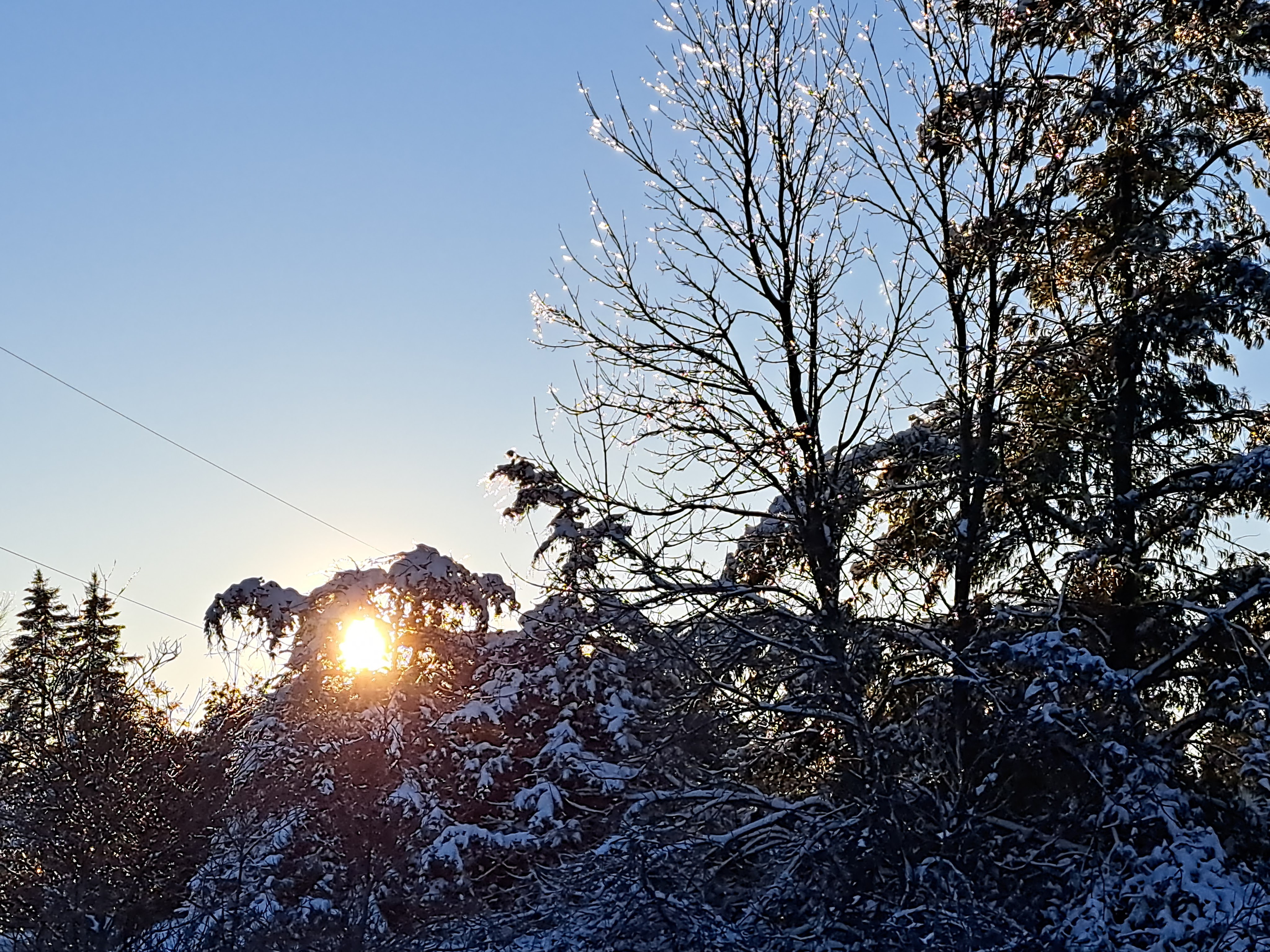 A sunset behind trees covered with ice and snow.