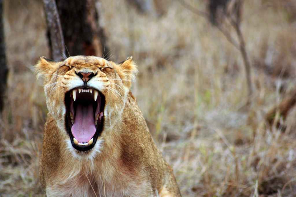 A female lion roaring.  Her eyes are closed and her mouth is wide open.