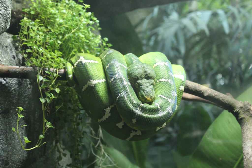 A green and white striped snake curled up on a branch.