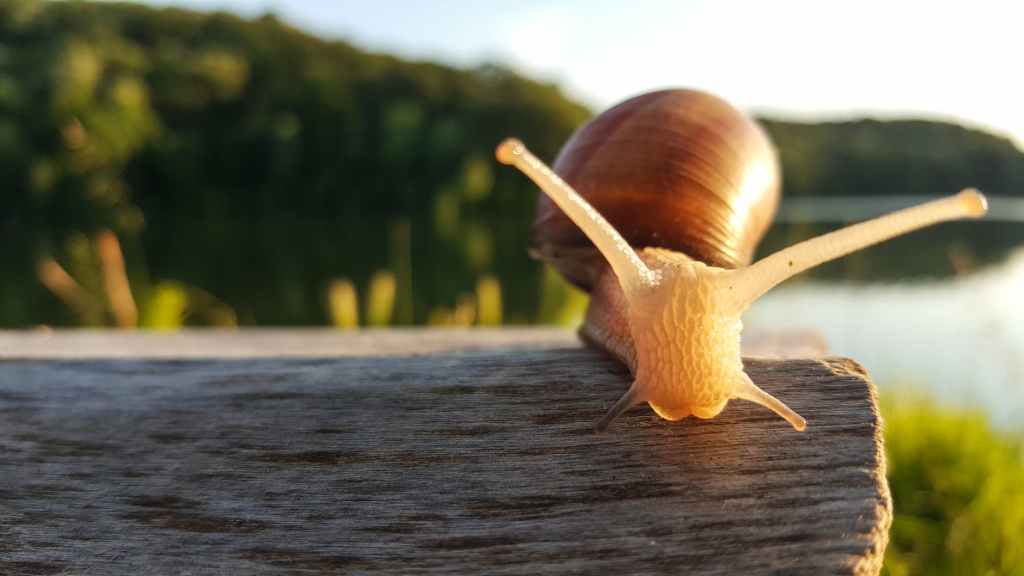 A close up image of a snail, with its two antenna extended and its shell in the background.