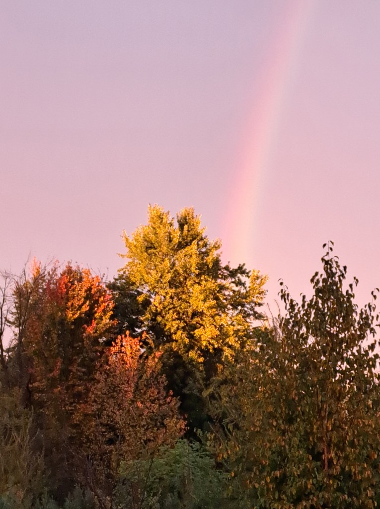 Tree tops with a pink and purple sky, with part of a rainbow above them.