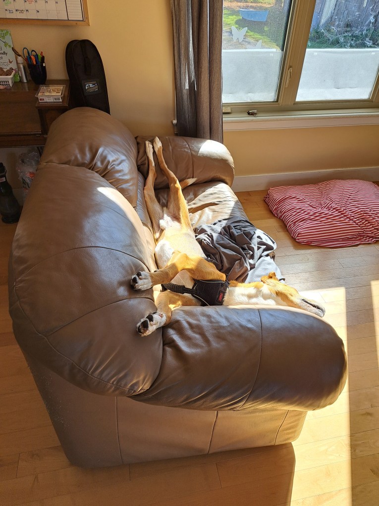 A dog sleeping on his back on a couch, completely stretched out!