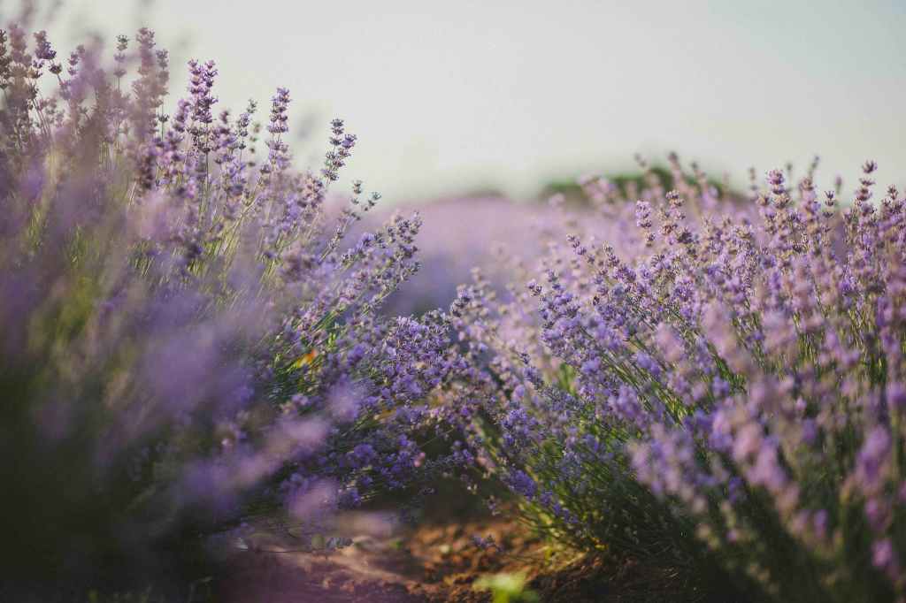 A field of purple flowers, with lots of sky, slightly out of focus