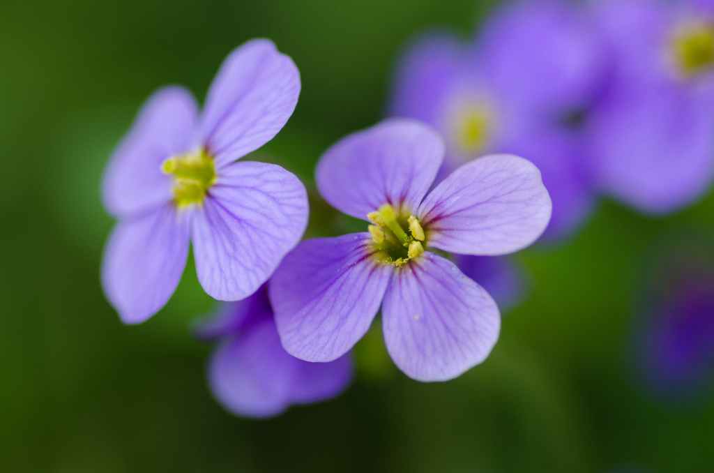 A close up image of delicate purple flowers with a yellow center.