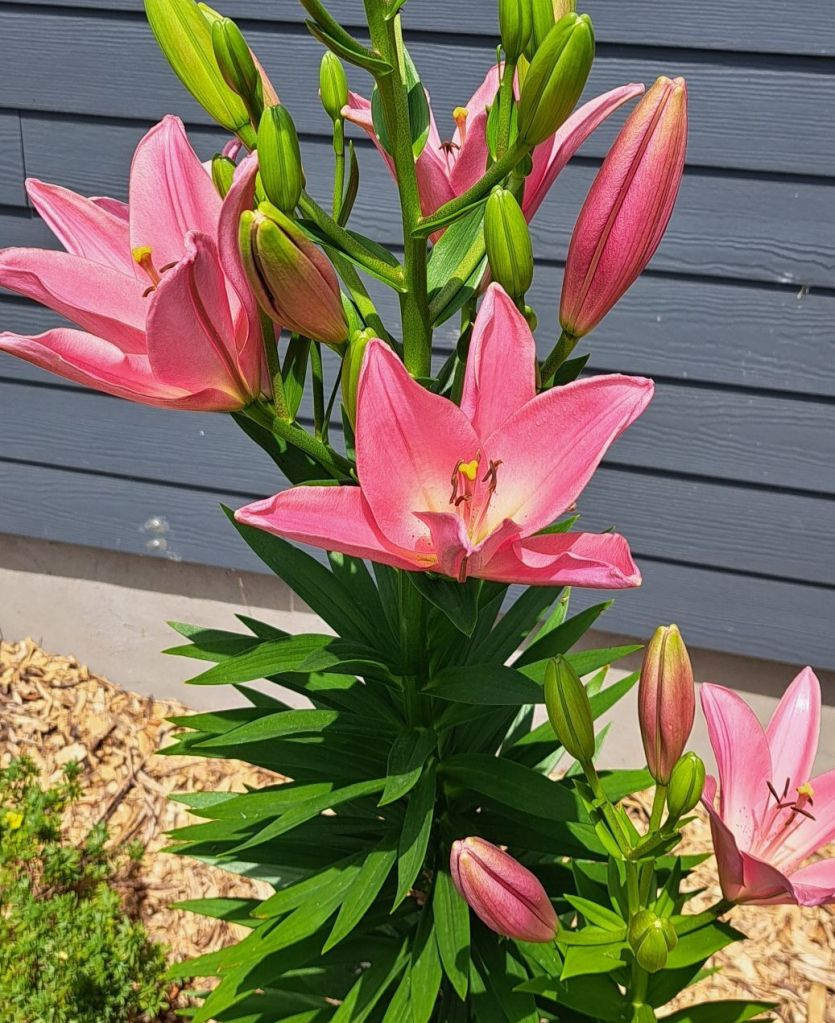Bright pink lillies