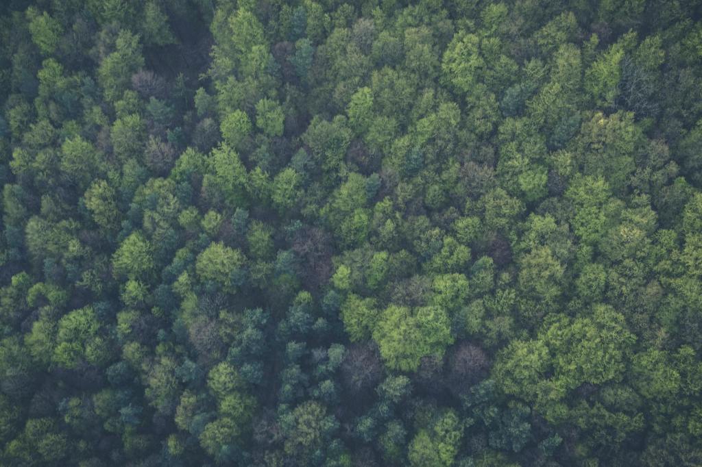 An aerial view of a forest