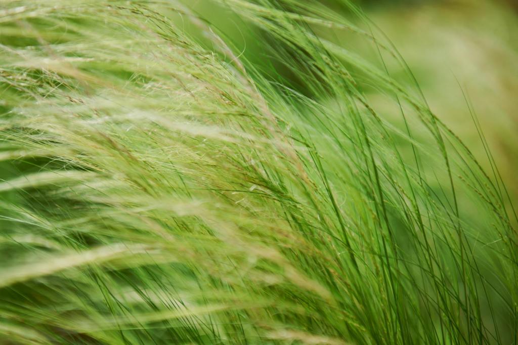 Long green grass blowing in the wind