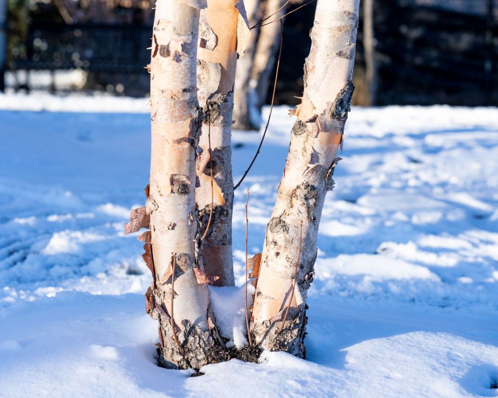 White birch trees with their bark peeling off in places
