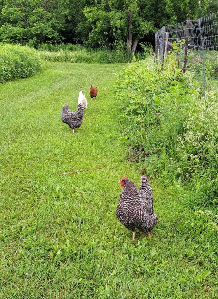 Four chickens exploring on the grass, 2 black and gray stripe ones, one red chicken and one white one.