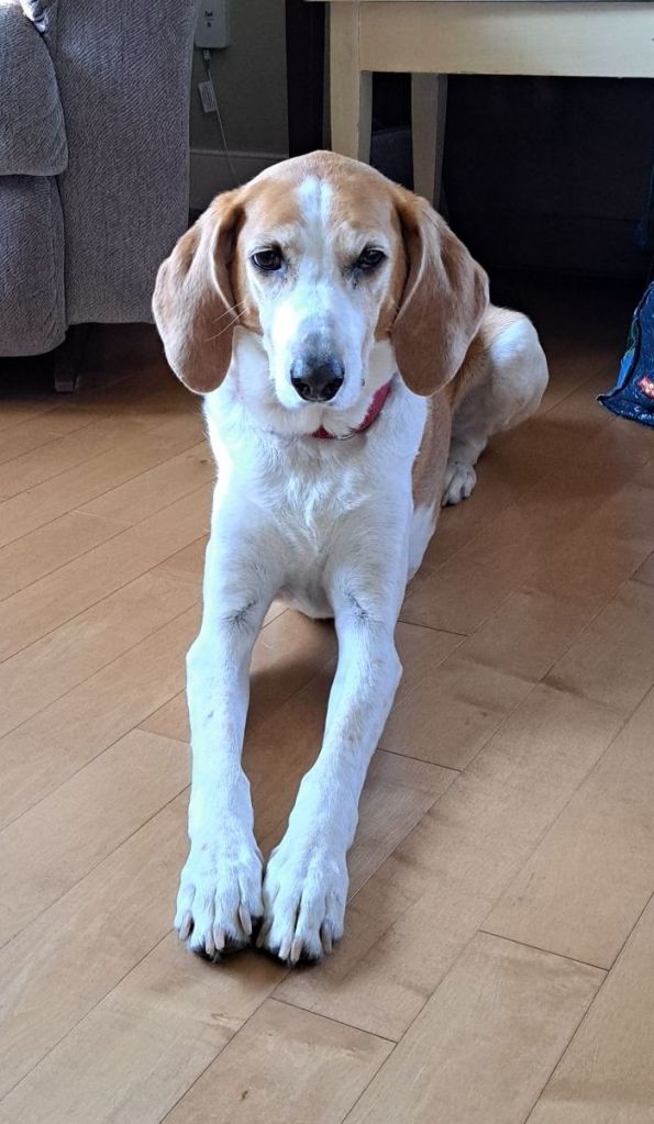 A beautiful white and tan doggy with gorgeous floppy ears