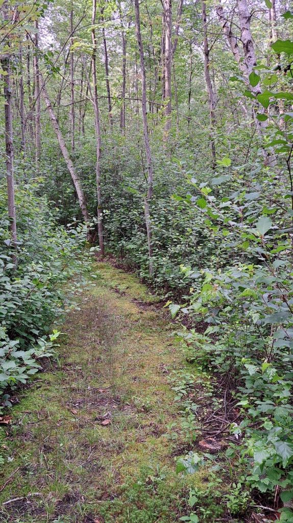 A winding, mossy path through the forest